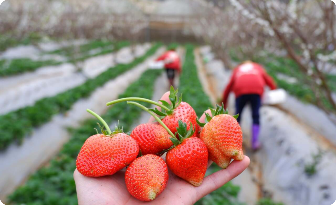 fraise à Moc Chau